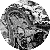 DDD Icon, Electron Microscope